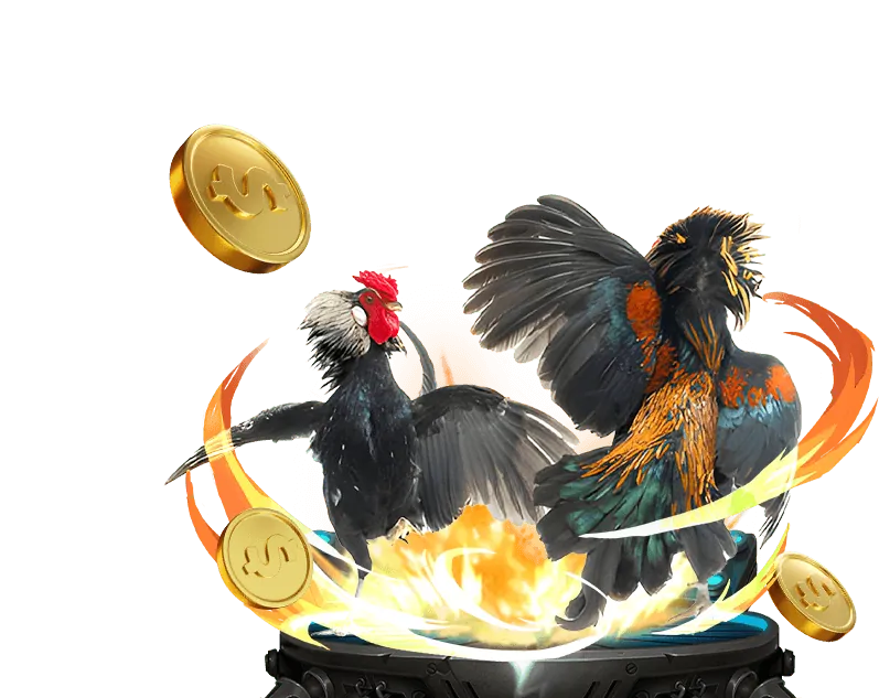 Hình ảnh giới thiệu đá gà trực tuyến tại ok365 bet